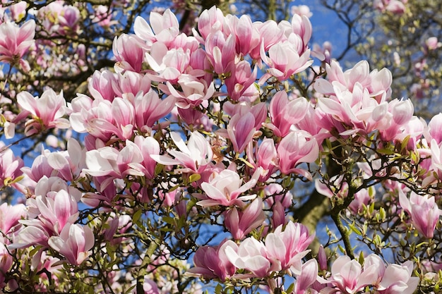 Pink Magnolia Blossoms in April