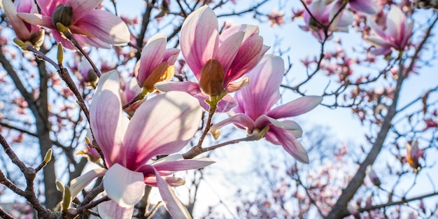 Pink magnolia blossoms at dawn on a background of blue sky Floral background