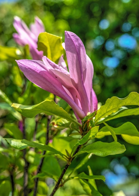 Pink magnolia flower and green leaves