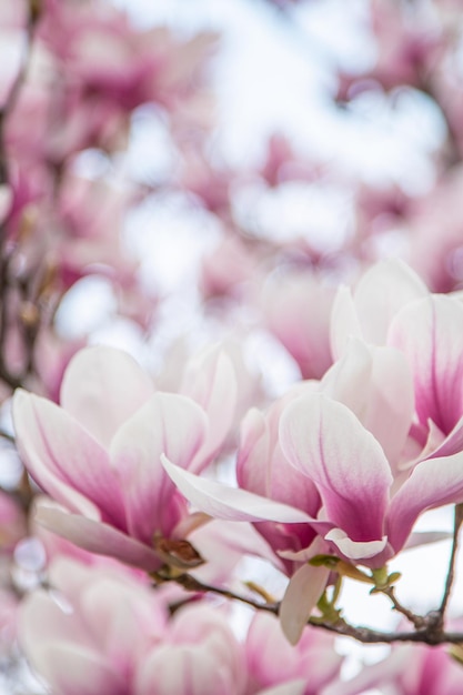 Pink magnolia flower on a warm spring day on a blurred background vertical photo