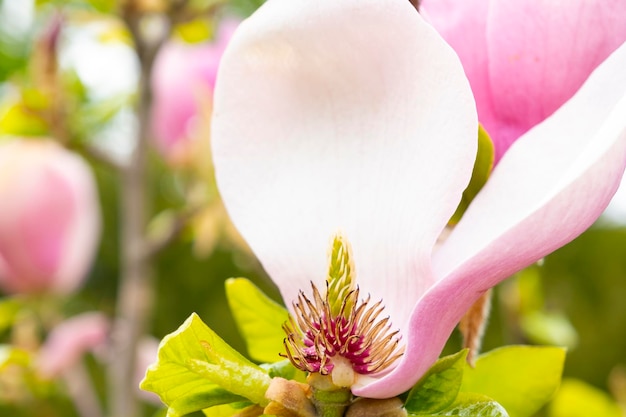 Pink magnolia flower with a few fallen petals close up