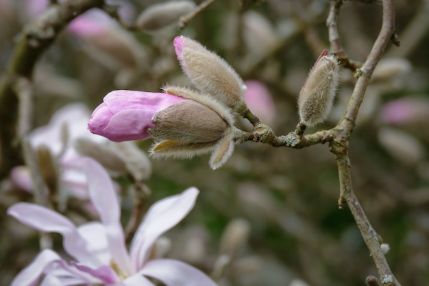 Pink Magnolia flowering