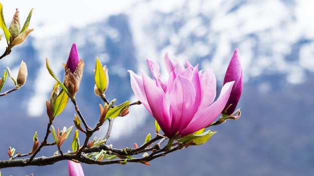 Pink magnolia flowers blooming tree in the wild against the background of snowy mountains Magnolia stellata selective focus