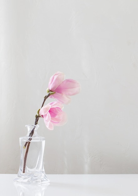 pink magnolia flowers in glass vase on white background