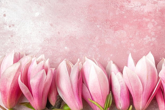 Pink magnolia flowers on pink concrete background Flat lay Top view Mothers day or wedding background