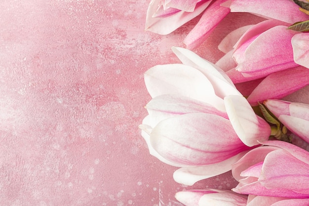 Pink magnolia flowers on pink concrete background Flat lay Top view with copy space Festive concept