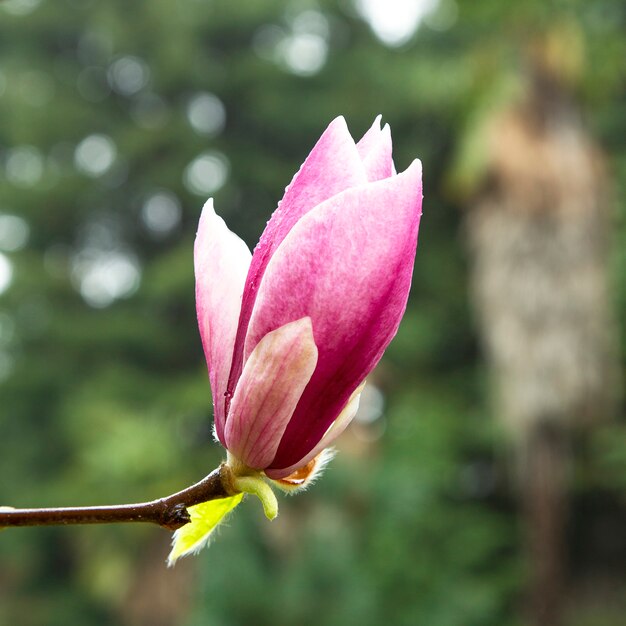 Pink magnolia petals close-up on the branches. Purple tulip magnolia flowers on a tree. Floral natural background. Early spring. Russia, Sochi, Southern Culture Park 25.03.2021