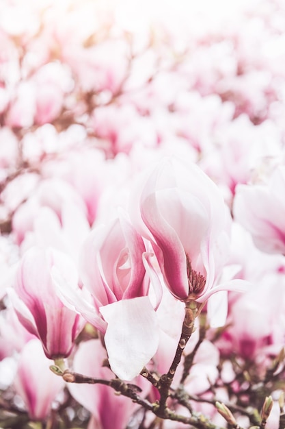 Pink Magnolia Tree with Blooming Flowers during Springtime