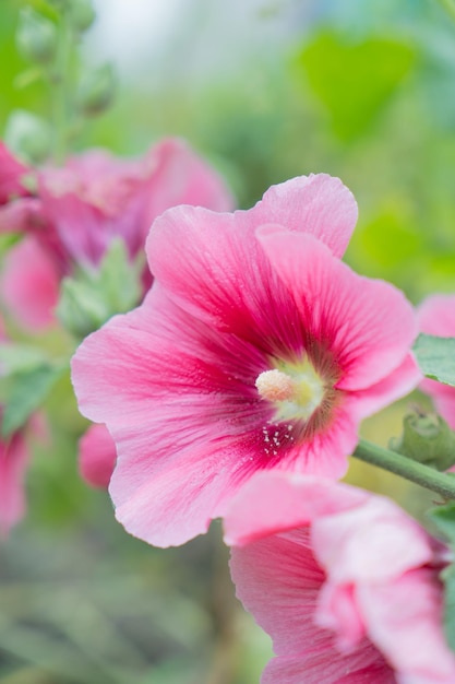 Pink mallow flower