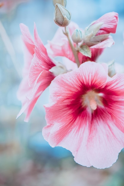 Pink mallow flower