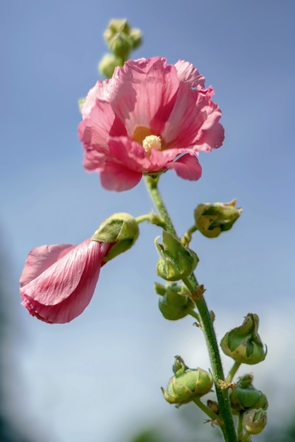 Pink Mallow Flowering in East Grinstead