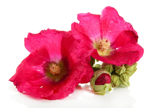 Pink mallow flowers isolated on white