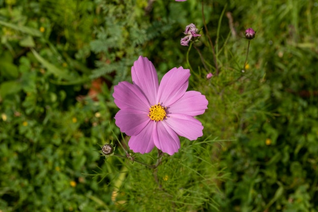 A pink Mirasol flower or cosmos bipinnatus in the field