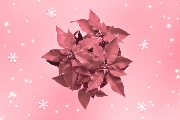 Pink monochrome image of poinsettia, Xmas star plant. Christmas celebration wall, flat lay on light paper wall with little stars and snowflakes.