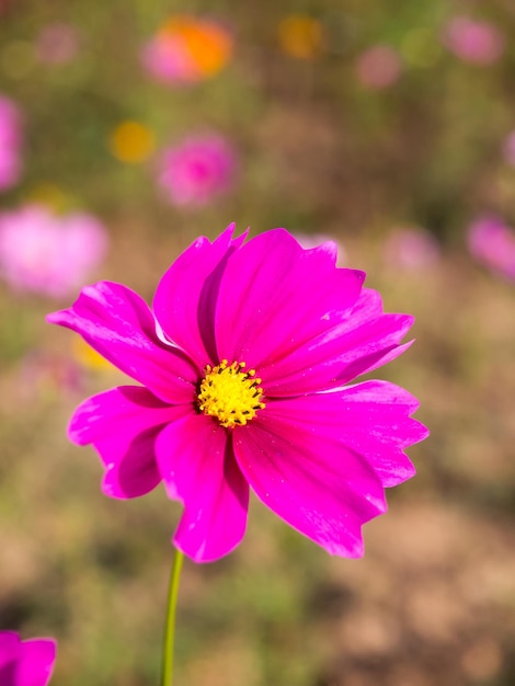 Pink moss flowers under cloudy blue sky