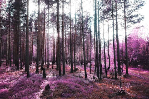 pink nature landscape, spring background flowers park outdoors