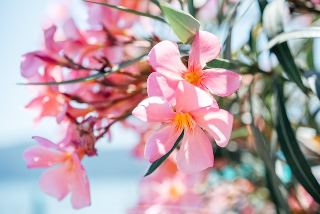 Pink oleander flowers at the seaside summer landscape