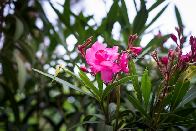 Pink oleander or Nerium flower blossoming on tree. Beautiful colorful floral background