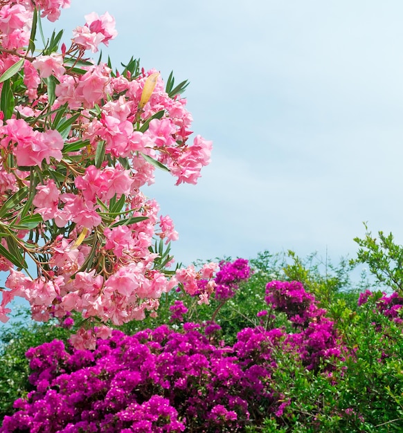 Pink oleanders with purple flowers on the background