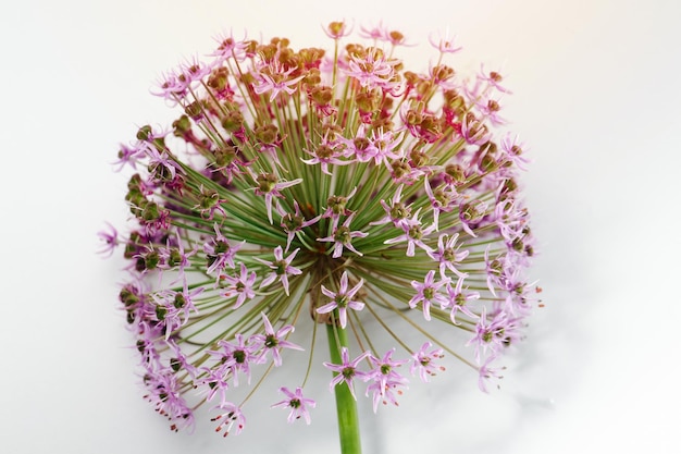 Pink onion flower over white background