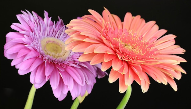 A pink and orange flower is next to a purple flower.