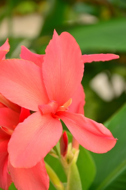 Pink and orange flowers in green garden flowers background