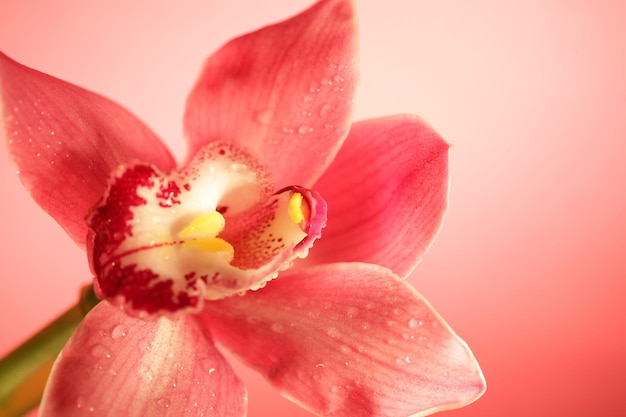 Pink orchid flower closeup