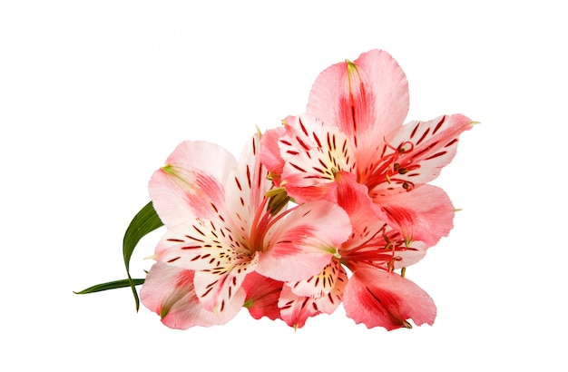 Pink orchid flower isolated on a white 