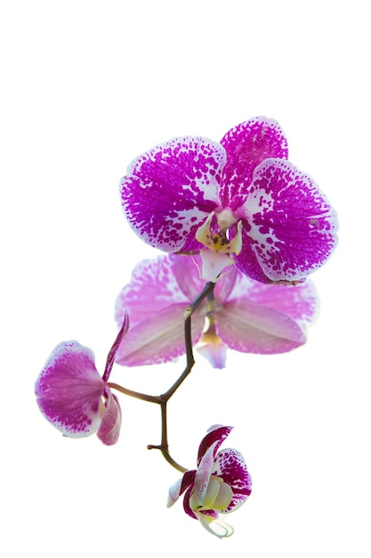 Pink orchid flower on a white background