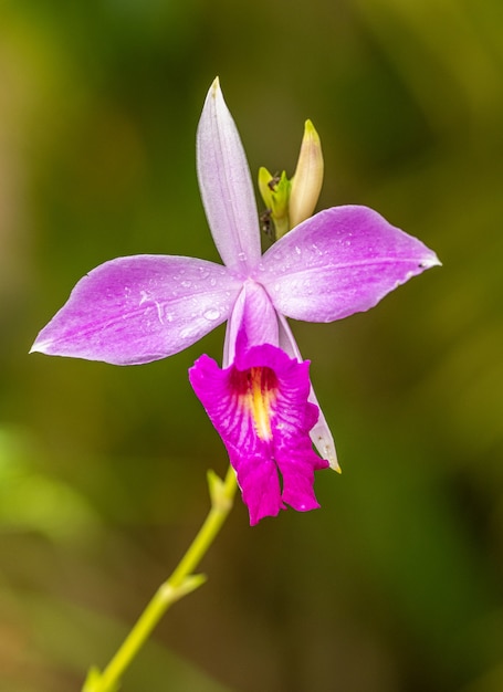 pink orchid flower