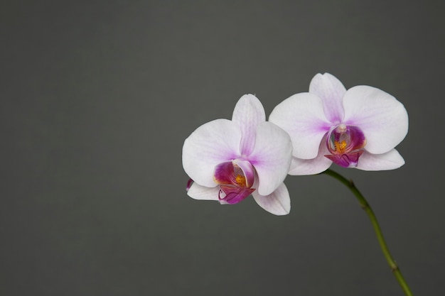 pink orchid flowers on grey background