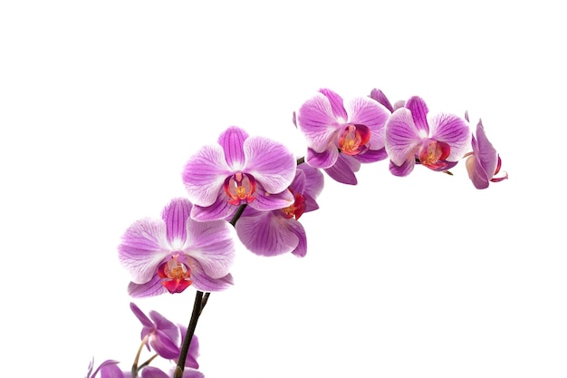 Pink orchid flowers isolate on white background