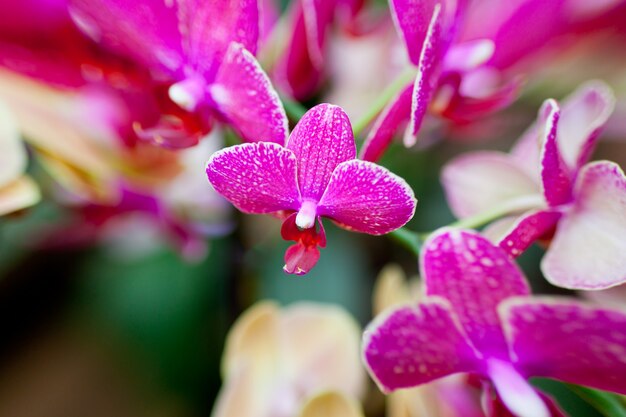 Pink Orchid Flowers on Leaves Background. Horizontal shot