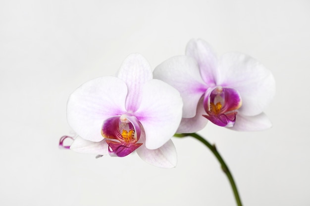 pink orchid flowers on white background