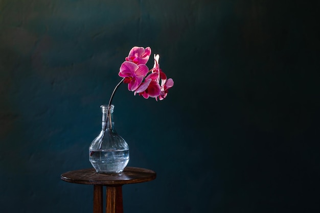 Pink orchid in glass bottle on dark blue background