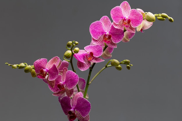 Pink orchid on a gray background. Studio photography.

