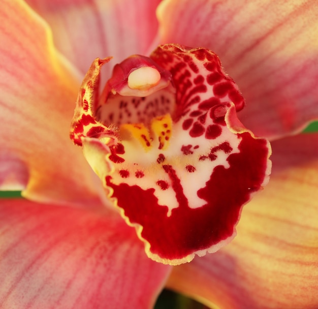 Pink orchid. Macro shot in studio.