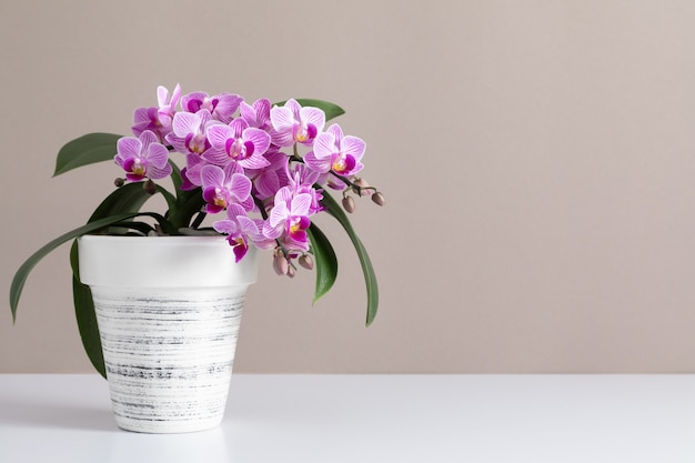 Pink orchid in a pot on the table against the background of beige wall