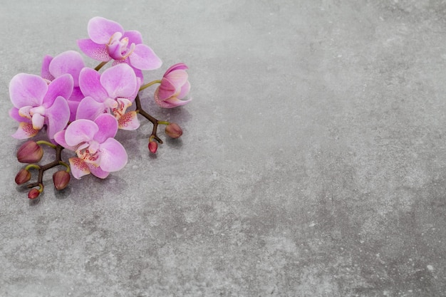 Pink orchid theme objects on pastel background