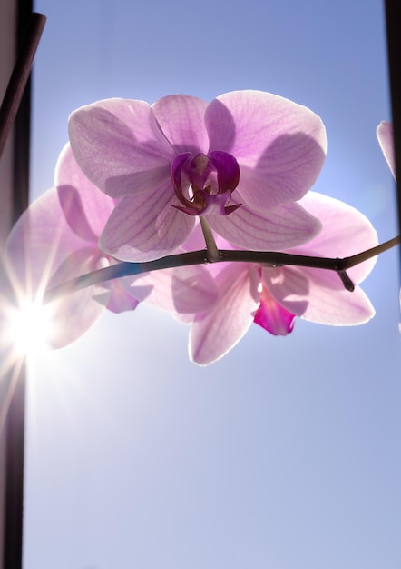 Pink orchid on a window against a blue sky