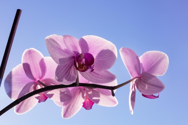 Pink orchid on a window against a blue sky