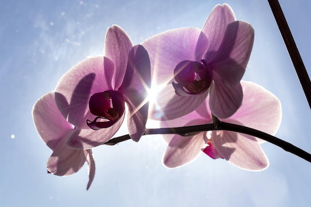 Pink orchid on a window against a blue sky