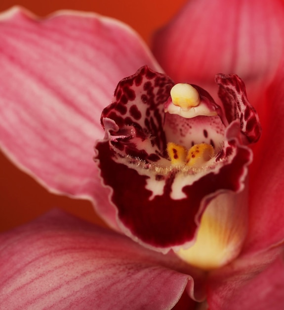 Pink orchid