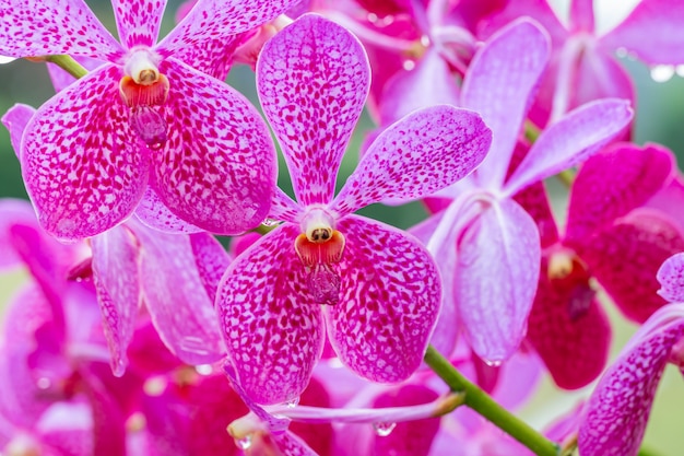 Pink orchids, Mokara, Vanda.