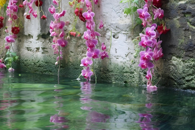 Pink orchids in a row with water reflection in the pool