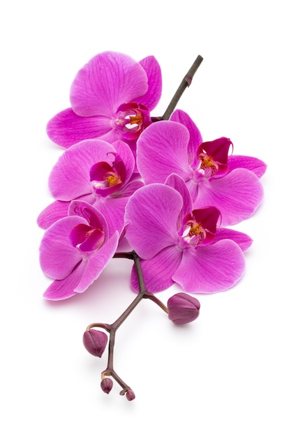 Pink orchids on white.