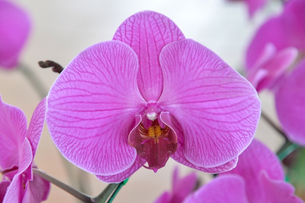 pink orchids