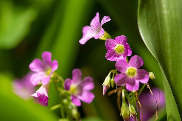 Pink oxalis beautiful and colorful Pink oxalis seen through a macro lens dark background selective focus