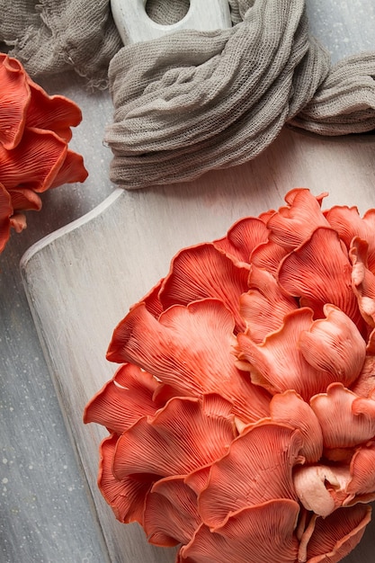 Pink oyster mushroom bunch closeup raw no people