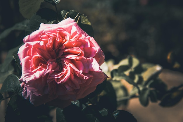 Pink paeonia lactiflora flower blooming in spring Copy space Selective focus